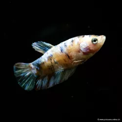 Betta Femelle Plakat Koi - Betta Splendens