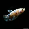 Betta Femelle Plakat Koi - Betta Splendens