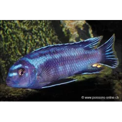 Cichlid Cobalt - Melanochromis Johanni