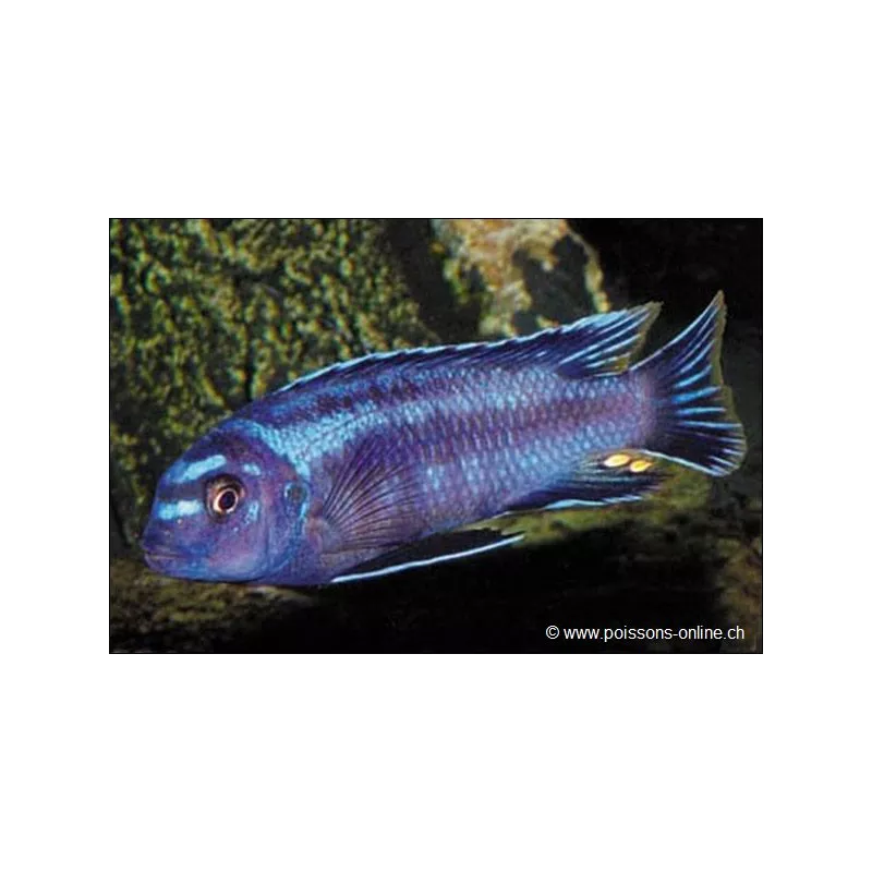 Cichlidé Cobalt - Melanochromis Johanni