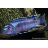 Kobaltorangebarsch - Melanochromis Johanni