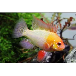 Cichlidé Papillon Jaune - Papiliochromis Ramirezi Gold