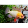 Cichlidé Papillon Jaune - Papiliochromis Ramirezi Gold