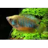 Zwergfadenfisch Weibchen - Colisa Lalia