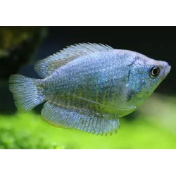 Colisa Lalia Femelle Bleu Cobalt - Colisa Lalia