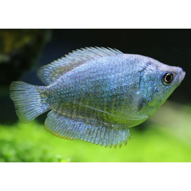 Colisa Lalia Femelle Bleu Cobalt - Colisa Lalia