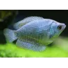 Colisa Lalia Femelle Bleu Cobalt - Colisa Lalia