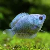 Colisa Lalia Femelle Bleu Cobalt - Colisa Lalia