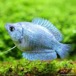 Colisa Lalia Femelle Bleu Cobalt - Colisa Lalia