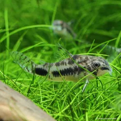 Corydoras Habrosus - Corydoras Habrosus