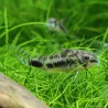 Corydoras Habrosus - Corydoras Habrosus