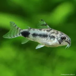 Corydoras Habrosus - Corydoras Habrosus