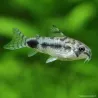 Corydoras Habrosus - Corydoras Habrosus