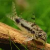 Corydoras Habrosus - Corydoras Habrosus