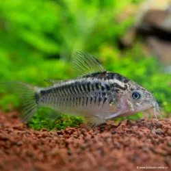 Corydoras Hachuré - Corydoras Elegans