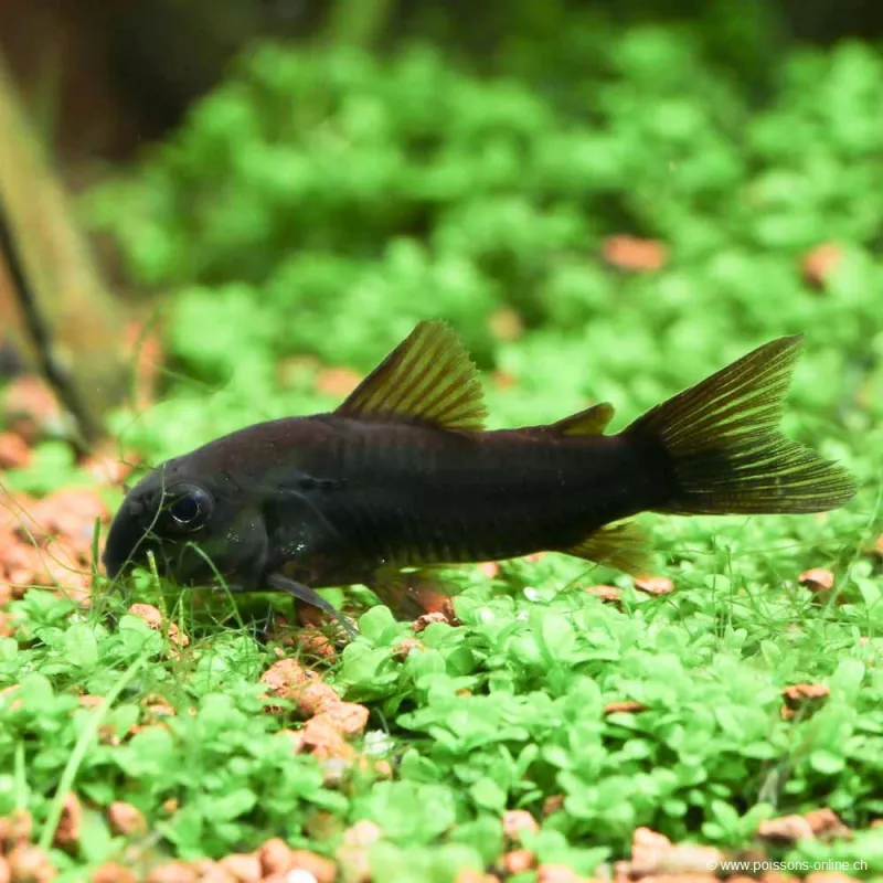Corydoras Venezuela Black - Corydoras Sp. Venezuela Black