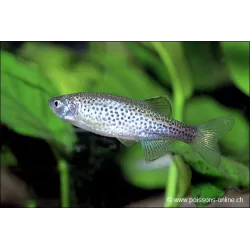 Danio Léopard - Danio Frankei
