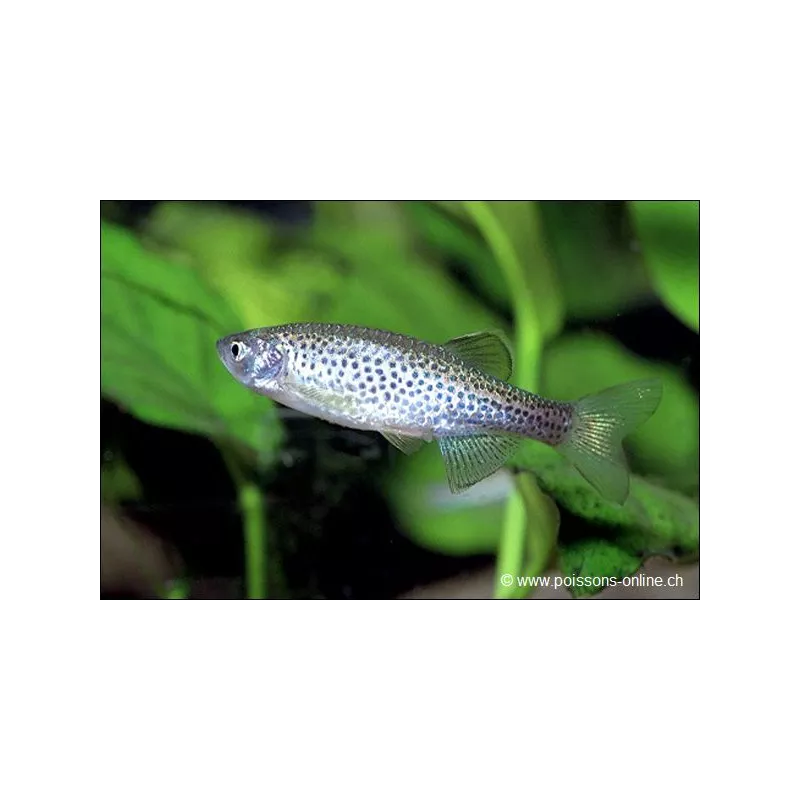 Danio Léopard - Danio Frankei