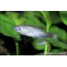 Danio Léopard - Danio Frankei