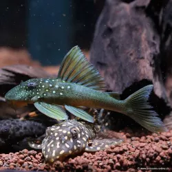 Hypostomus Spp Yellow Phantom - L200 Hypostomus Sp.