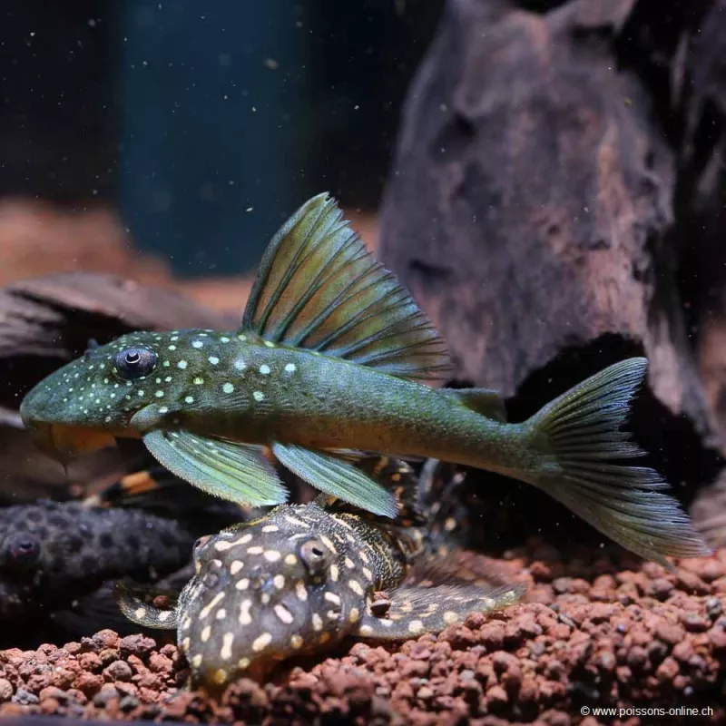 Hypostomus Spp Yellow Phantom - L200 Hypostomus Sp.