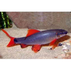 Labéo À Nageoires Rouges - Epalzeorhynchos Frenatus
