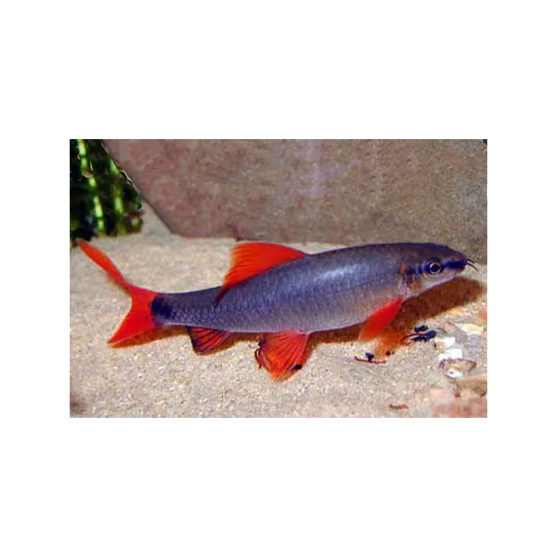 Labéo À Nageoires Rouges - Epalzeorhynchos Frenatus