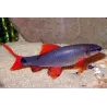 Labéo À Nageoires Rouges - Epalzeorhynchos Frenatus