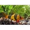 Loche Clown - Chromobotia Macracanthus