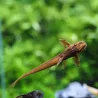 Loricaria Rouge - Rineloricaria Spp Red