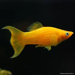 Molly Gold Lyra - Poecilia Sphenops