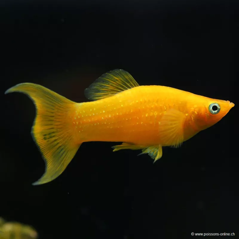 Molly Gold Lyre - Poecilia Sphenops