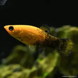 Molly Gold-Black - Poecilia Sphenops