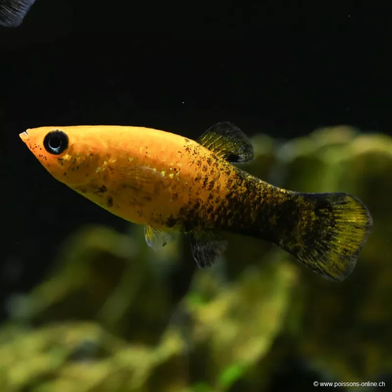 Molly Gold-Black - Poecilia Sphenops