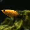 Molly Gold-Black - Poecilia Sphenops