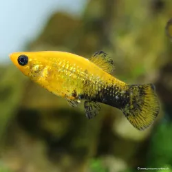Molly Gold-Black - Poecilia Sphenops