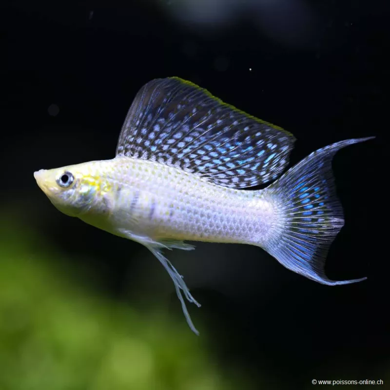 Molly Silver Lyre - Poecilia Latipinna