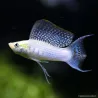Molly Silver Lyra - Poecilia Latipinna