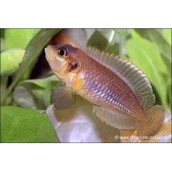 Neolamprologus Ocellatus - Neolamprologus Ocellatus