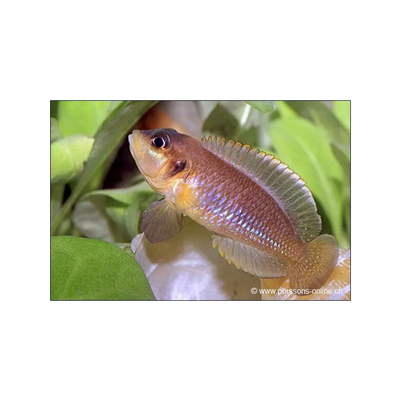 Neolamprologus Ocellatus - Neolamprologus Ocellatus