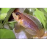 Neolamprologus Ocellatus - Neolamprologus Ocellatus