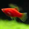 Platy Rouge - Xiphophorus Maculatus