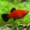 Rosso Platy Wagtail - Xiphophorus Maculatus
