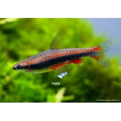 Poisson Crayon Doré - Nannostomus Beckfordi