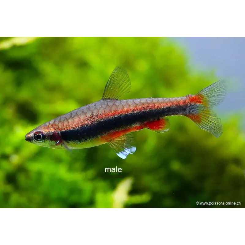 Poisson Crayon Doré - Nannostomus Beckfordi