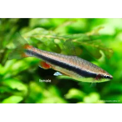 Längsbandziersalmler - Nannostomus Beckfordi