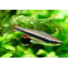 Poisson Crayon Doré - Nannostomus Beckfordi