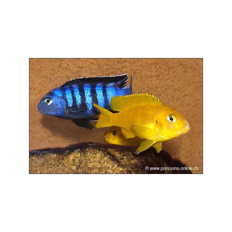 Pseudotropheus Saulosi Rouge - Pseudotropheus Saulosi Red