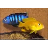 Pseudotropheus Saulosi Rouge - Pseudotropheus Saulosi Red