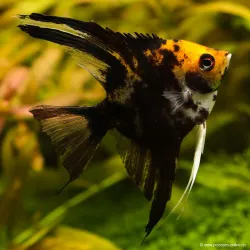 Golden Head Scalar - Pterophyllum Scalare